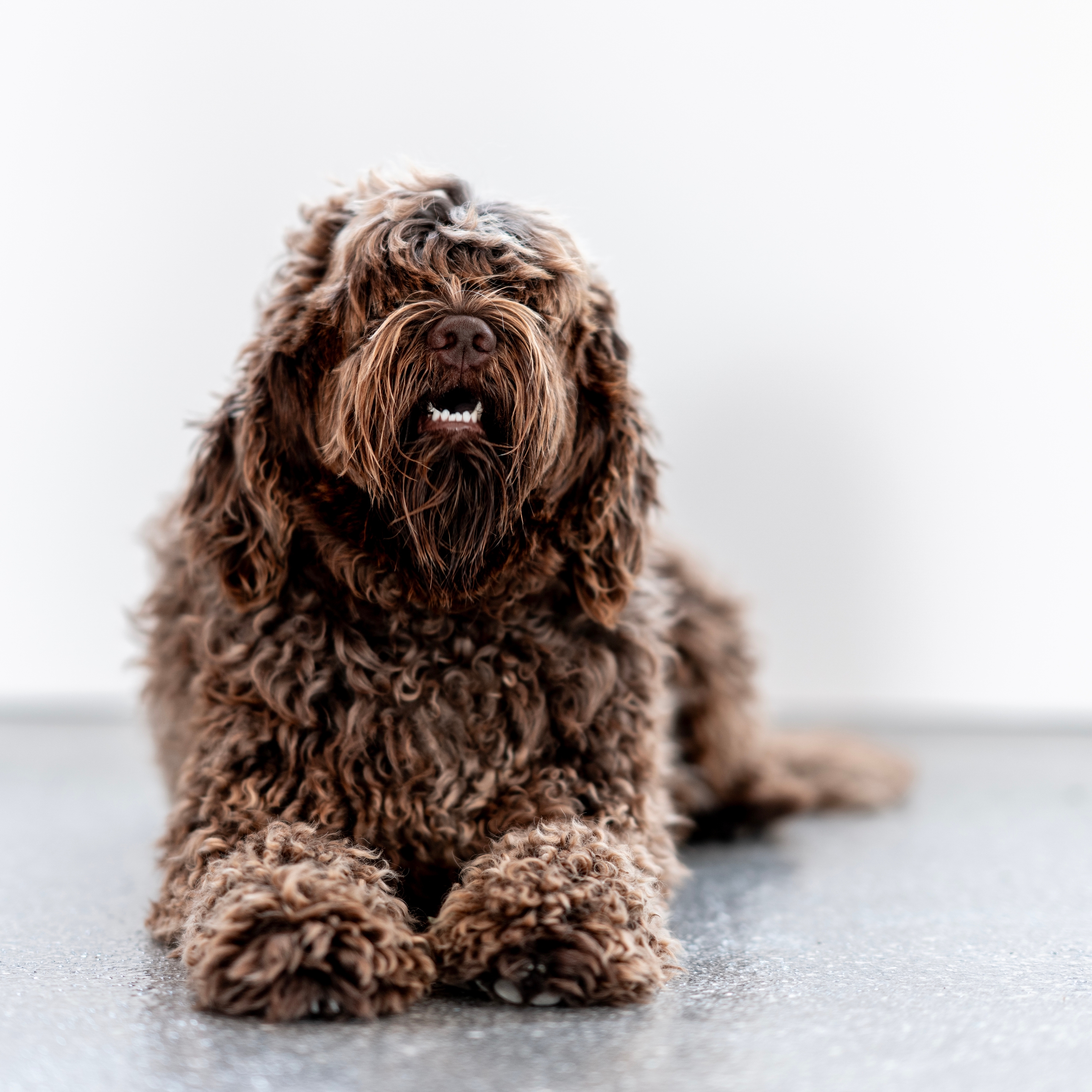 Hundefutter_1zu1_02