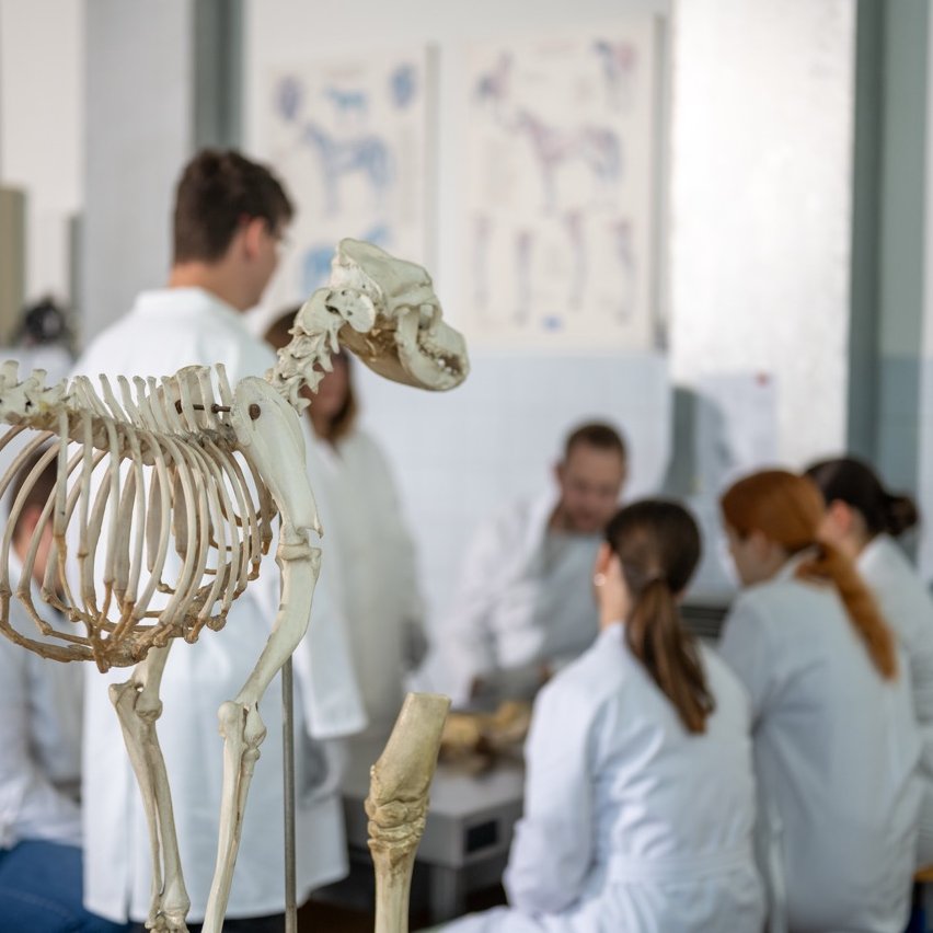 Skelett, Tier, Anatomie, Labor, Schulungsmodell