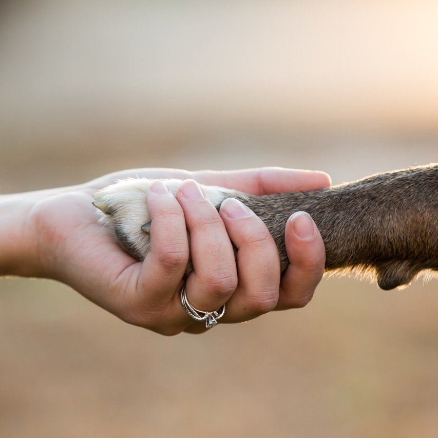 Hand, Halter, Pfote Hund, Ring, Zuneigung