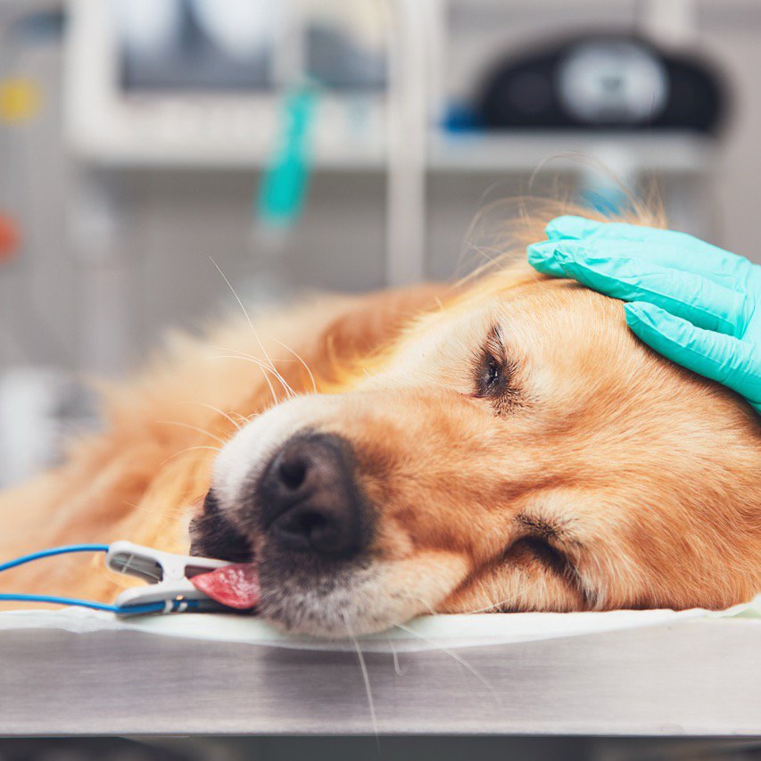 Hund, Hundewelpe, Tier, Operation, Gehandschuhte Hand